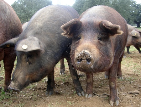 Musulman Mange pas de porc